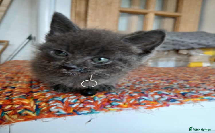 Mixed Breed cats - Advert 9