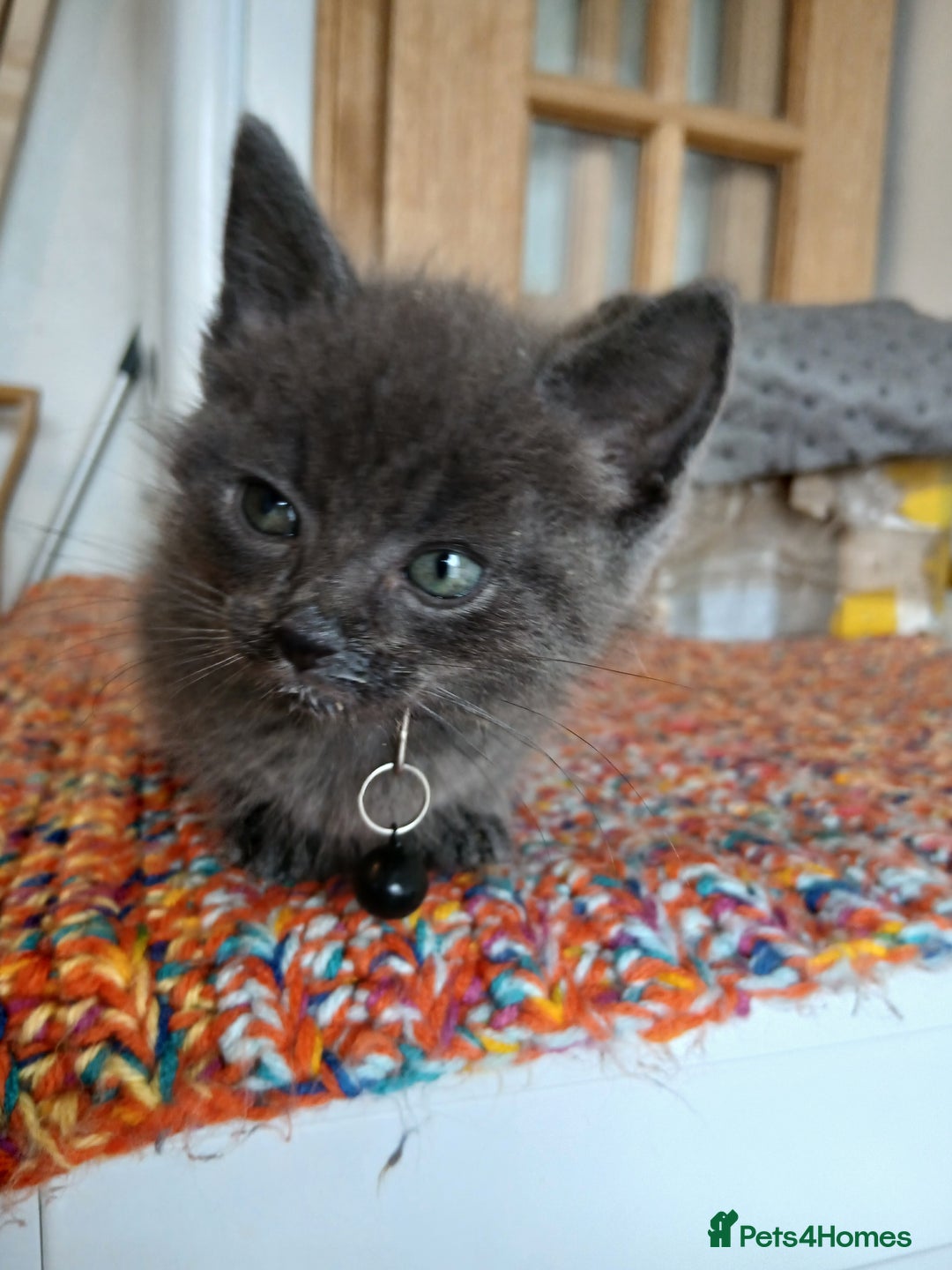 Mixed Breed cats for sale: 3 [remaining] girl kittens looking for new homes - Image 1
