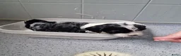 Tibetan Terrier dogs for sale: Tibetan Terrier puppies  - Advert 9