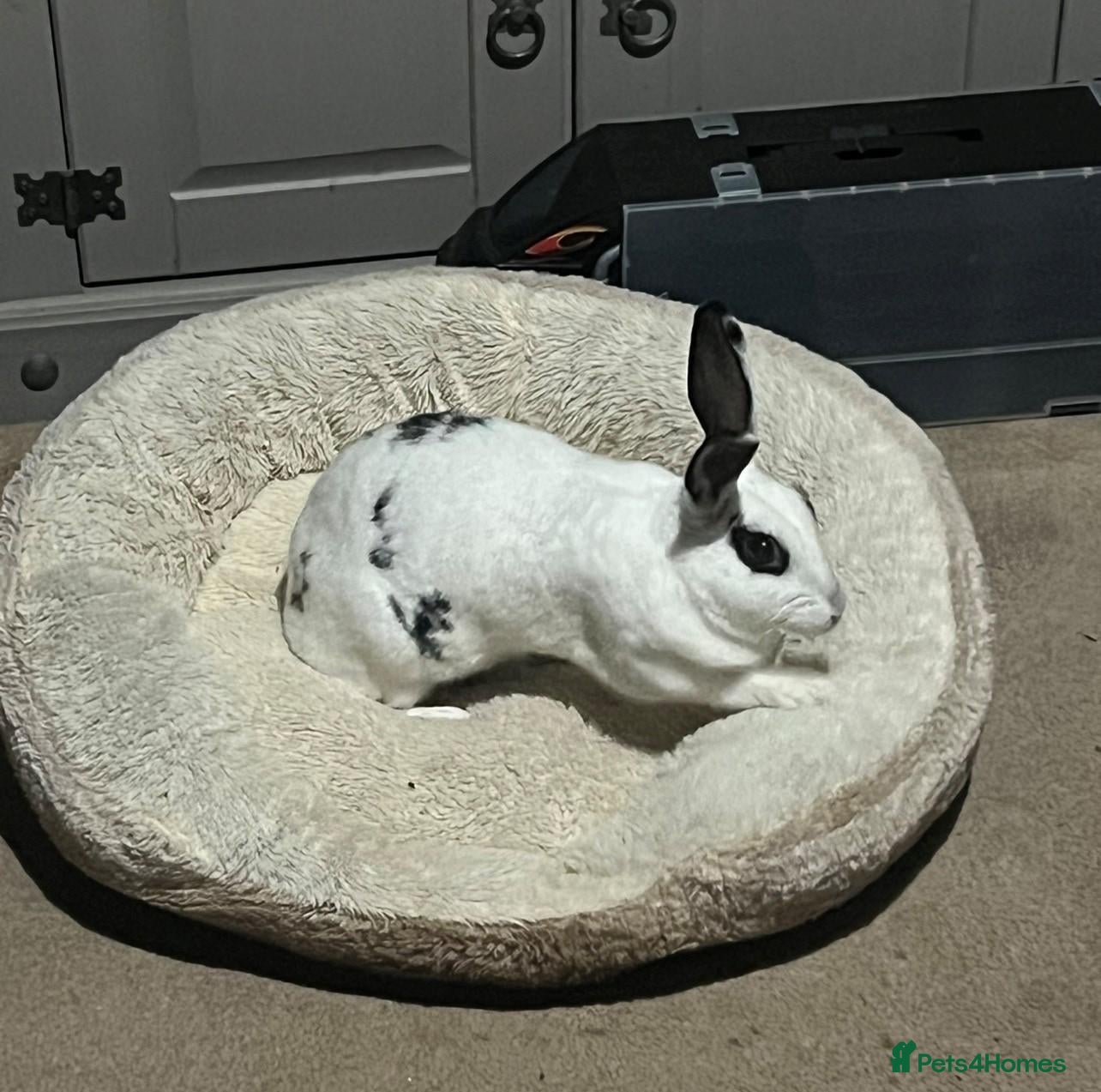 Rex rabbits Snowball  - Advert 4