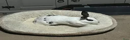 Rex rabbits for sale: Snowball  in Feltham - Advert 1