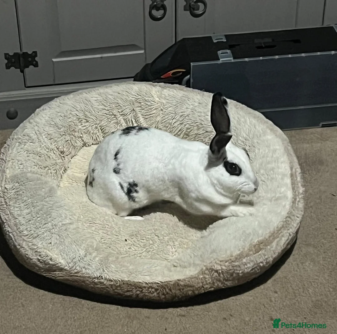Rex rabbits for sale: Snowball  in Feltham - Advert 1