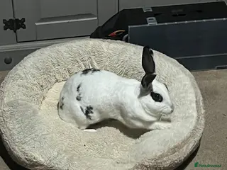 Rex rabbits Snowball - Advert 4