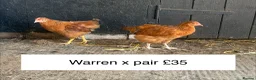 Chickens poultry for sale: 11 week old young chickens - Advert 2