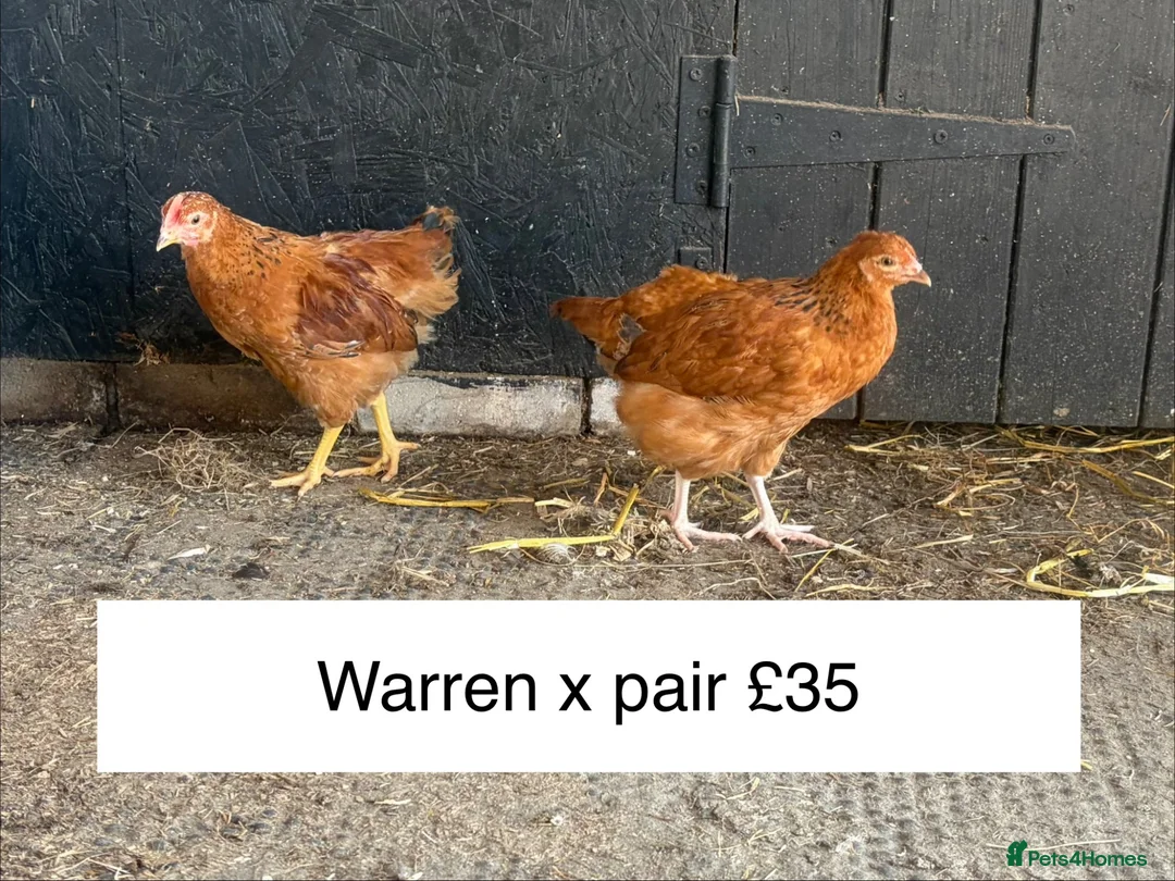 Chickens poultry for sale: 11 week old young chickens - Advert 2
