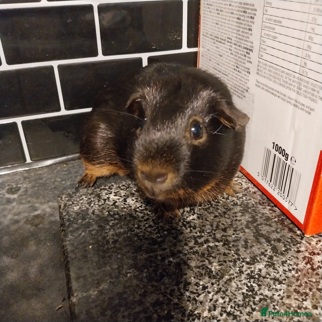 Guinea Pig rodents for sale: Multiple Guinea Pigs for sale - Advert 4