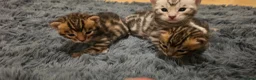 Bengal cats for sale: Full pedigree babies - Advert 4