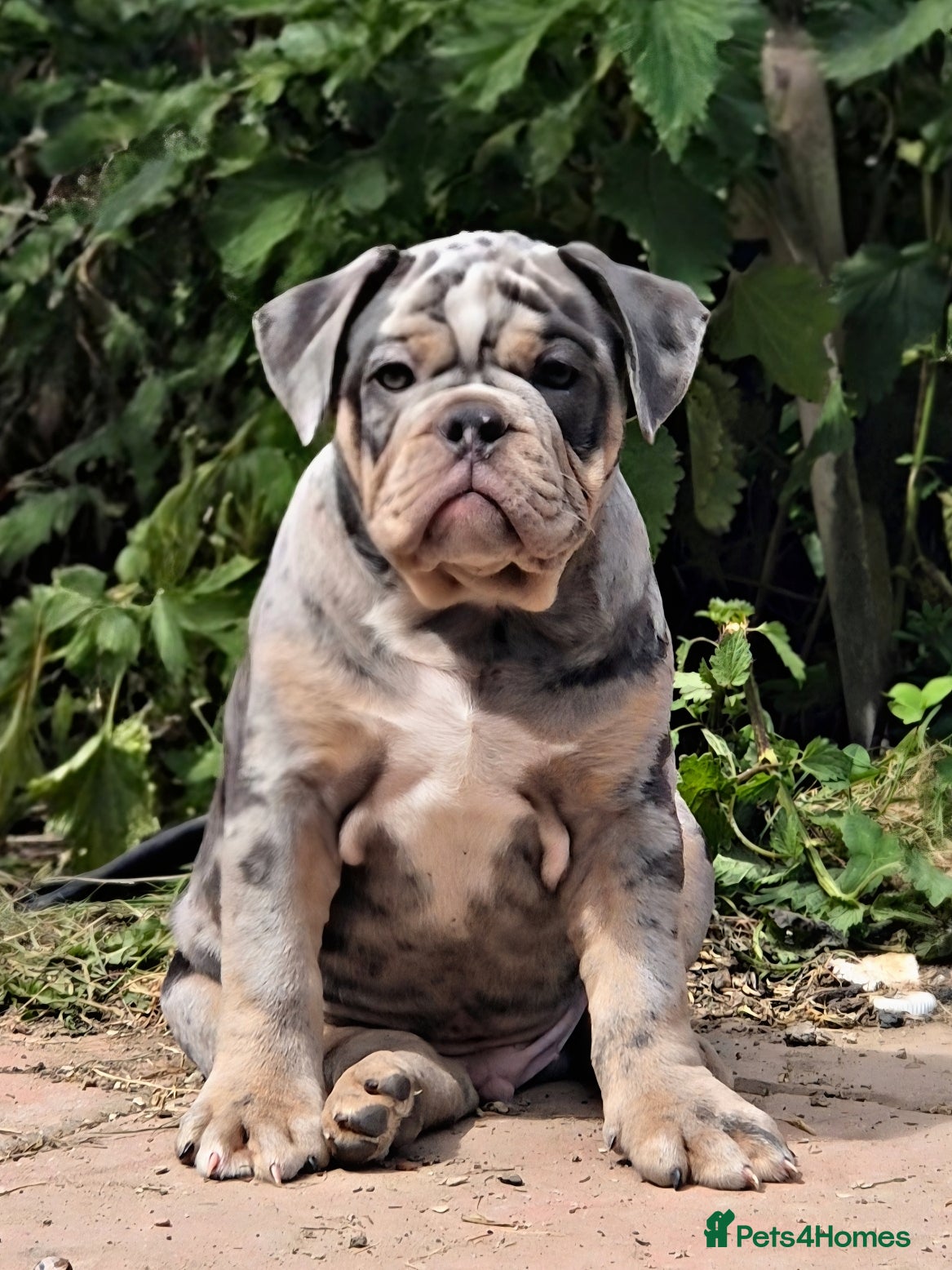 Olde English Bulldogge dogs Ready now Rare F4 Olde English Bulldogge! - Advert 14