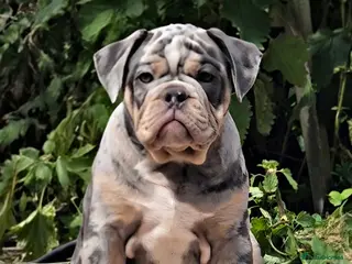 Olde English Bulldogge dogs Ready now Rare F4 Olde English Bulldogge! - Advert 14