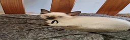 Siamese cats for sale: Old Style Siamese Kittens For Sale in Abingdon - Advert 11