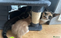 Mixed Breed cats for sale: 5 kittens for sale - Image 6