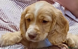 Cocker Spaniel dogs for sale: Male Working Cocker Spaniels - Image 1