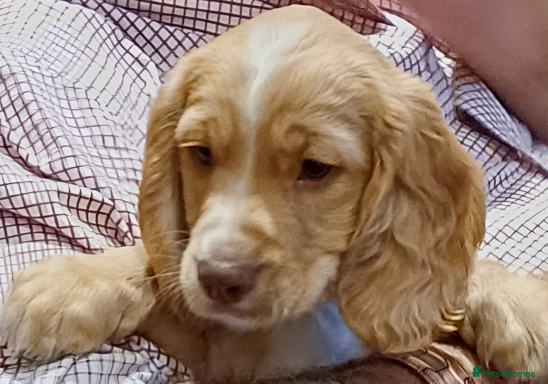 Cocker Spaniel dogs for sale: Male Working Cocker Spaniels - Image 1