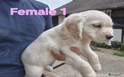 Golden Retriever dogs for sale: Dakota Sport Retriever Puppies  - Image 1