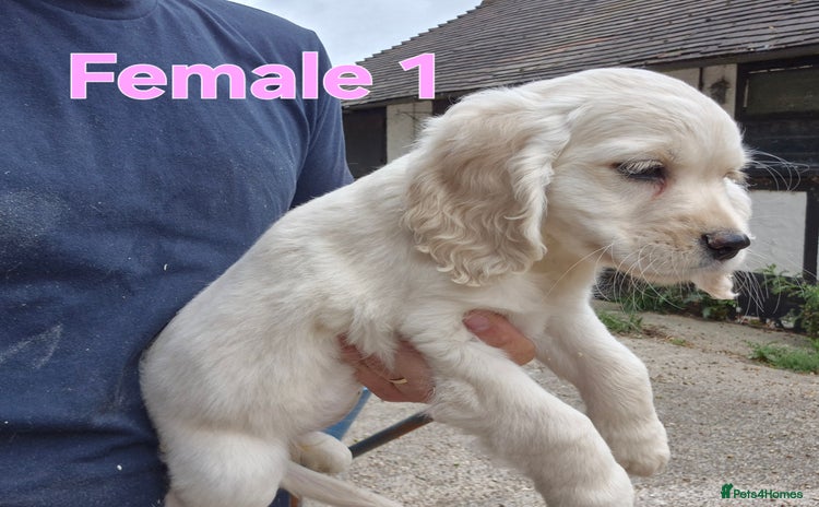 Golden Retriever dogs - Advert 2