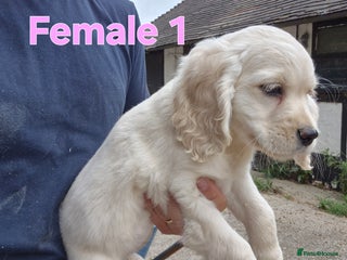 Golden Retriever dogs - Advert 7