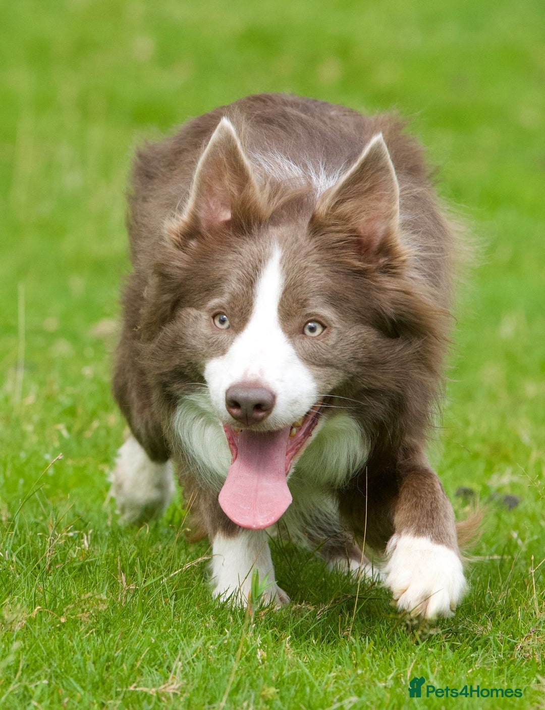 Border Collie dogs for sale: 🐾ISDS Registered Border Collie Puppies🐾 - Advert 7