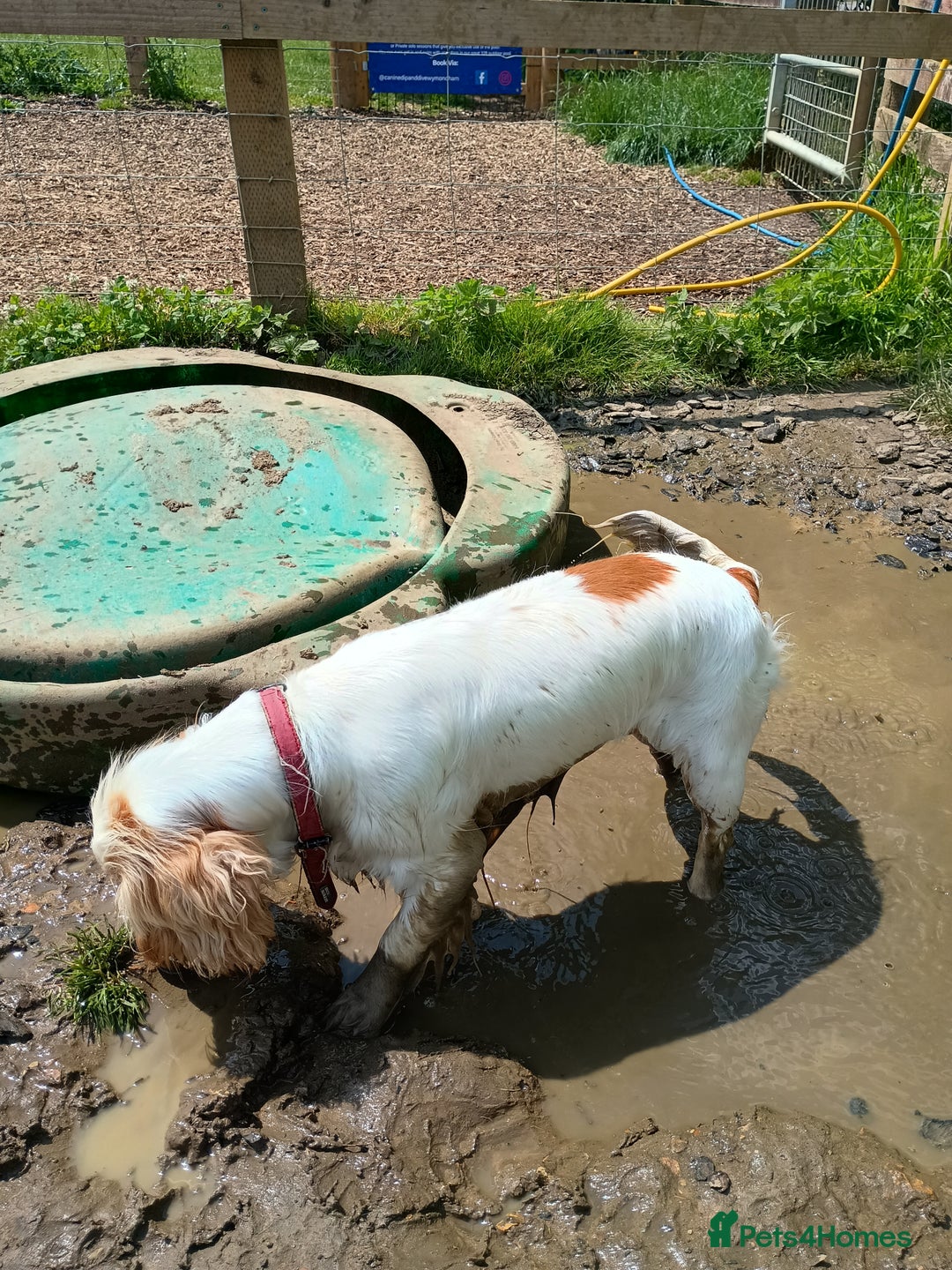 Cocker Spaniel dogs for sale: Cocker spaniel bitch KC Reg - Image 3