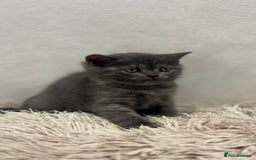 British Shorthair cats for sale: Adorable British blue Shorthair Kittens  - Image 5