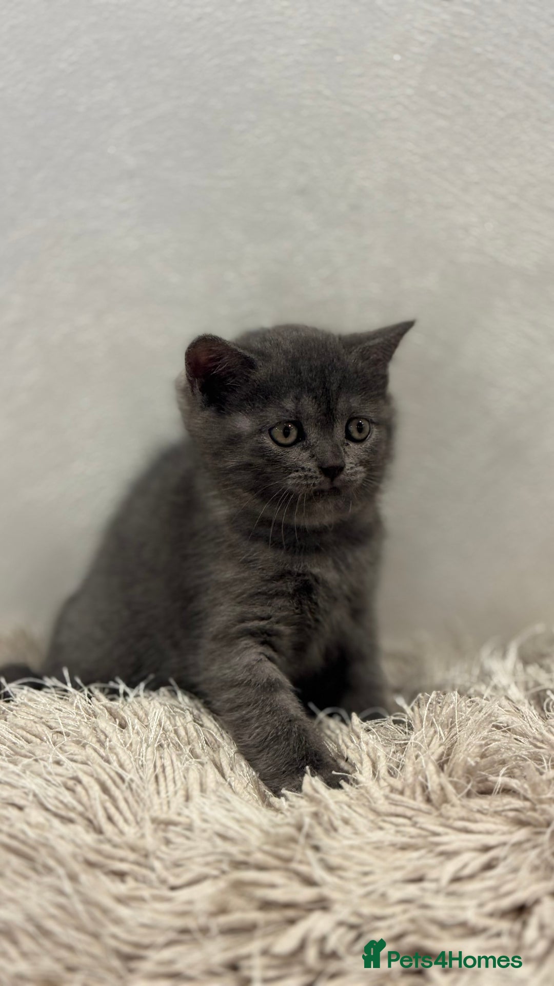 British Shorthair cats for sale: Adorable British blue Shorthair Kittens  - Image 5