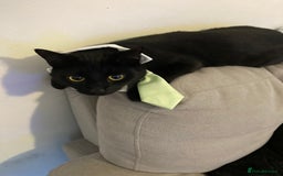 Domestic Shorthair cats for sale: Domestic Shorthair for Sale - Image 6