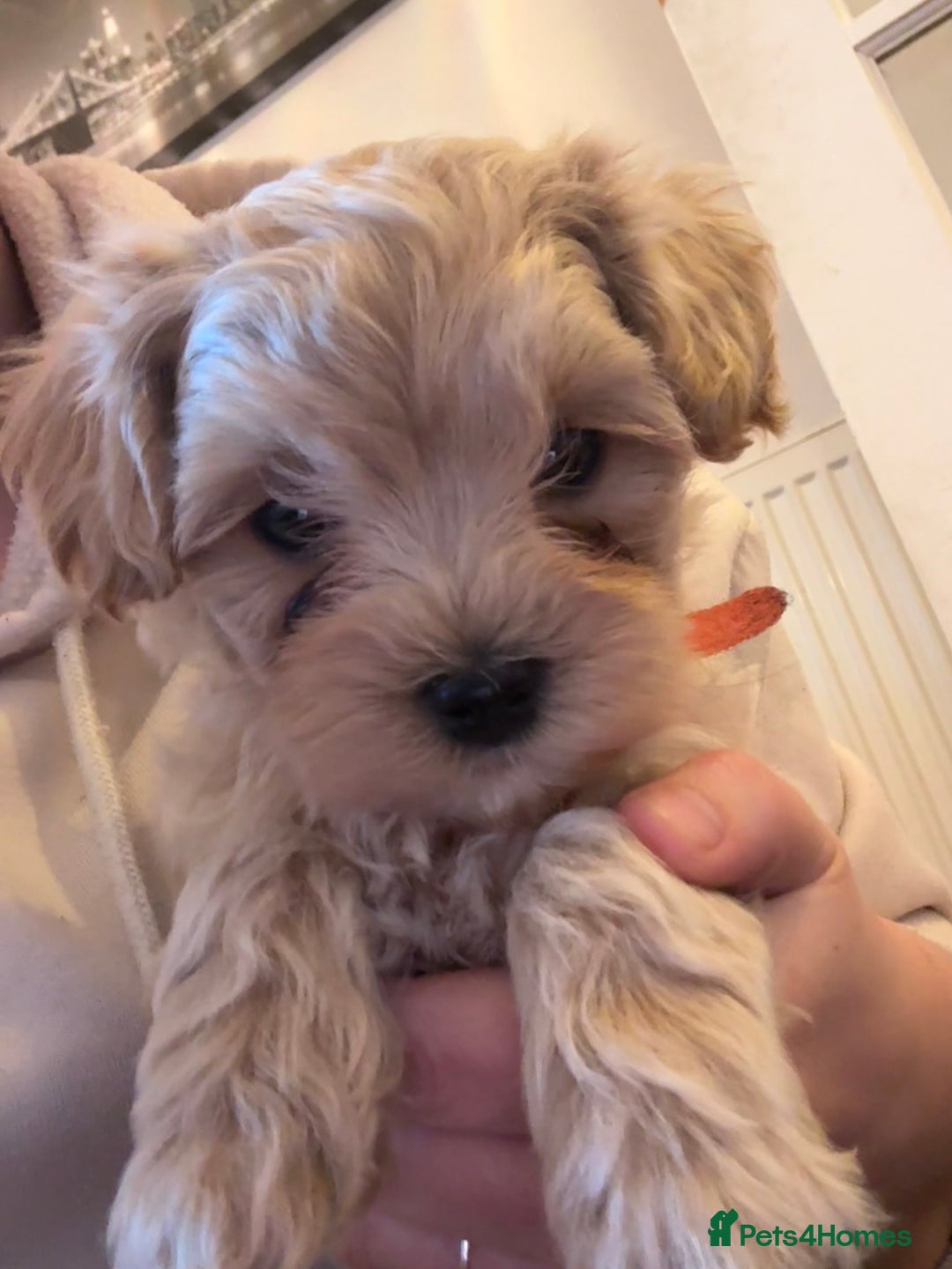 Maltipoo dogs for sale: Beautiful Parti/Cream Maltipoo puppies - Advert 2
