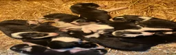 Border Collie dogs for sale:  10 Beautiful tri colour border collie puppies in Exeter - Advert 6