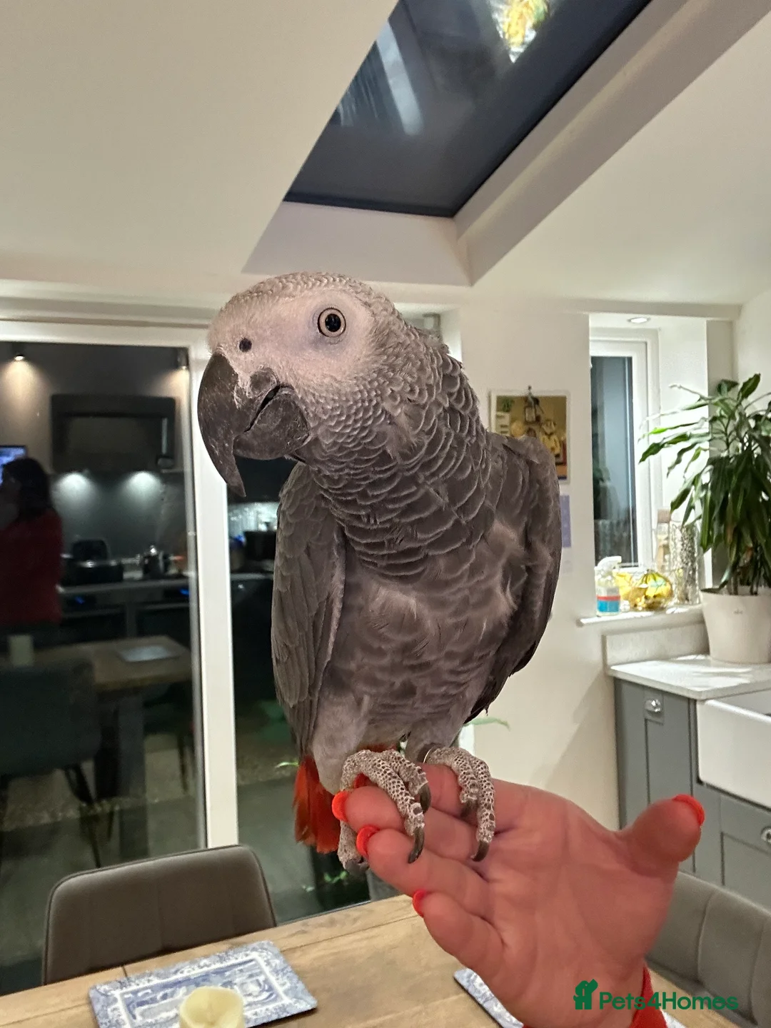 Parrots birds for sale: African Grey Parrot - Advert 1
