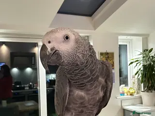 Parrots birds African Grey Parrot - Advert 1