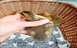 Ducks poultry for sale: Apricot and Mallard Indian Runner Ducklings - Image 9
