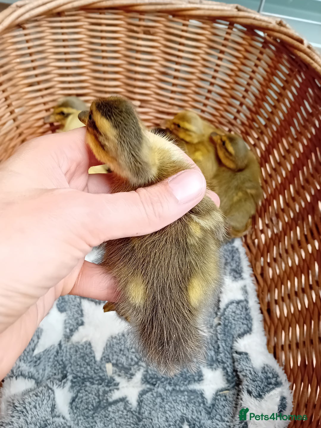 Ducks poultry for sale: Apricot and Mallard Indian Runner Ducklings - Image 9