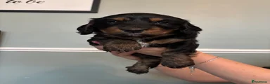 Mixed Breed 1