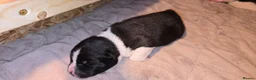 Huskita dogs for sale: Akita with 6% husky (Huskita) - Advert 5