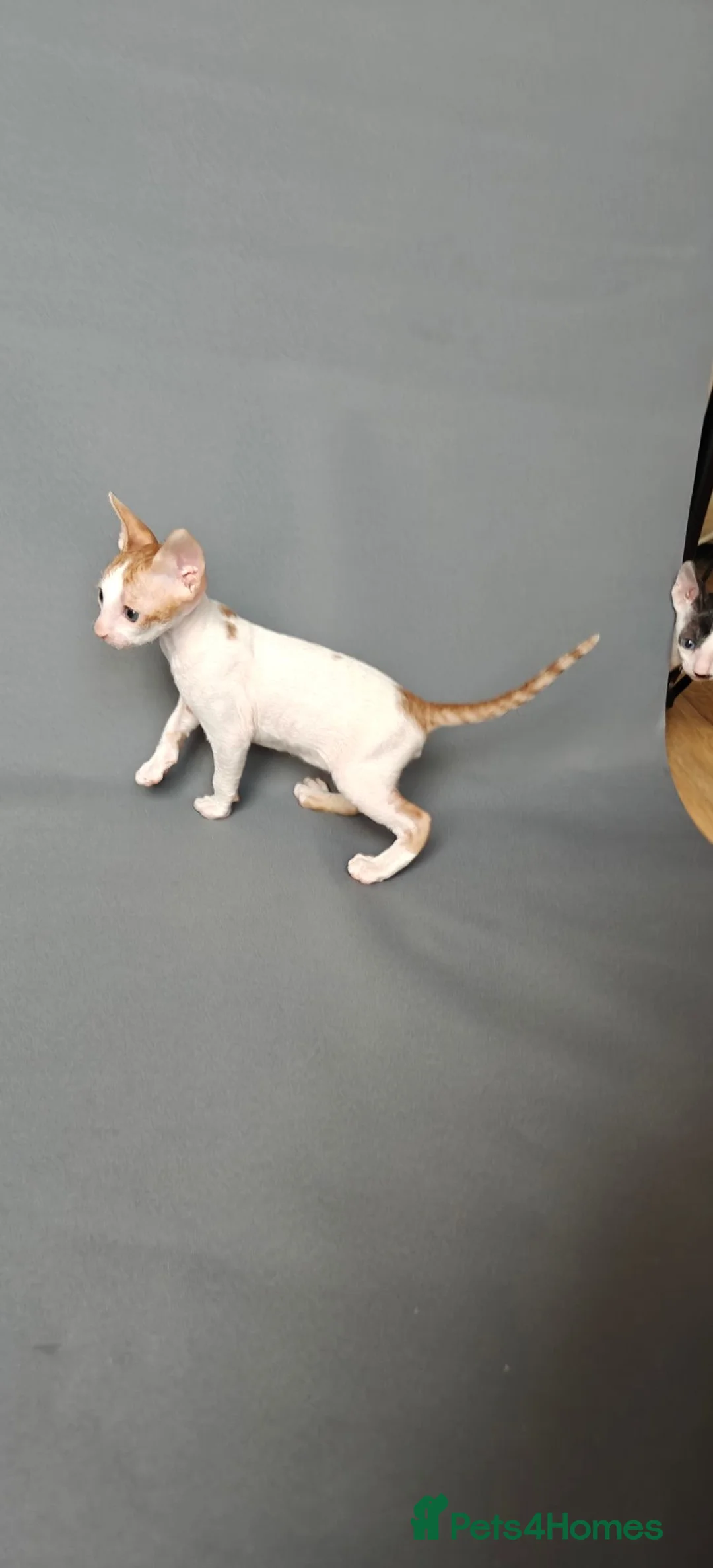 Cornish Rex cats for sale: Cornish Rex Kittens Available for Reservation  - Advert 22