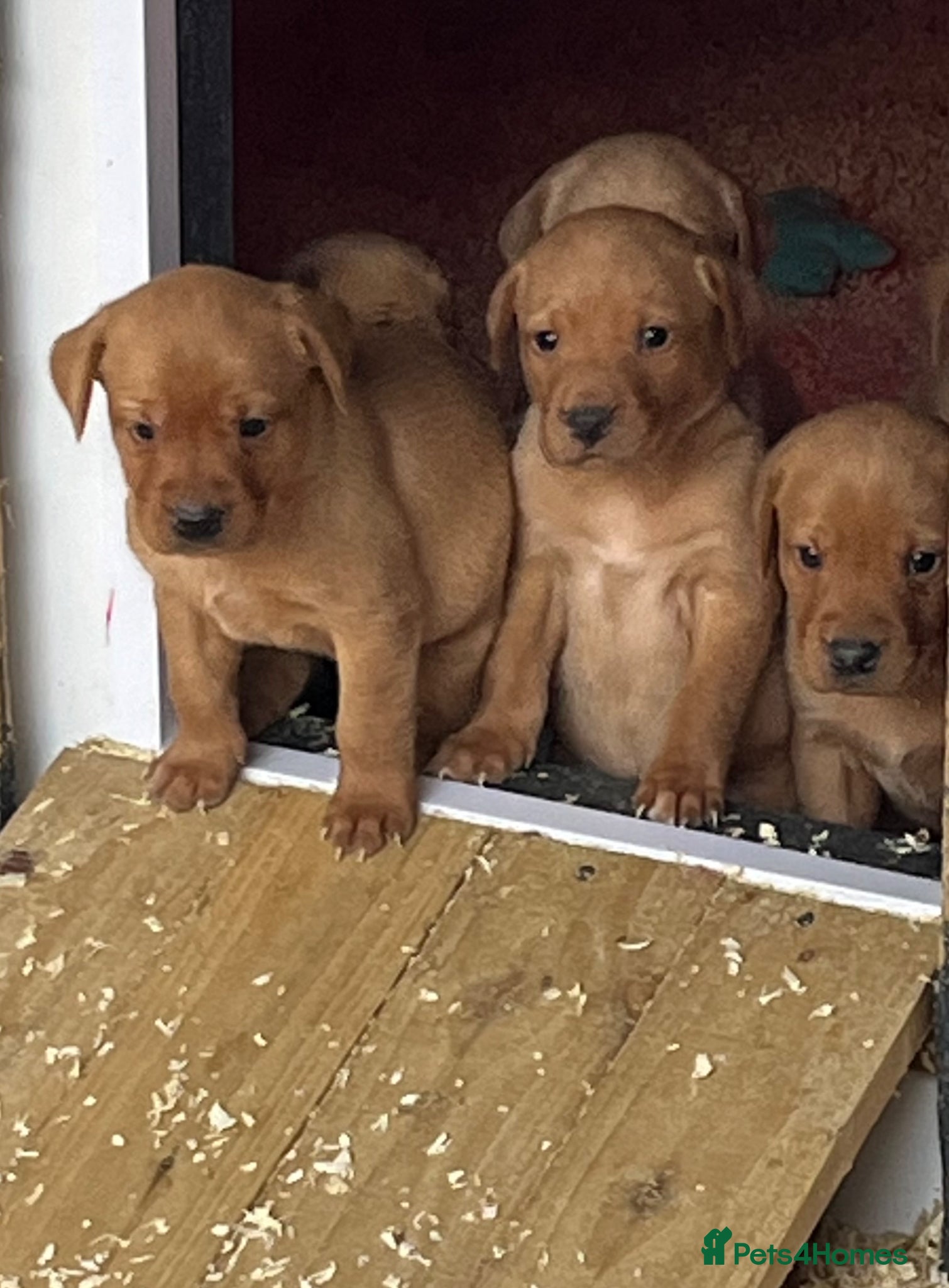 Labrador Retriever dogs Stunning Health Tested Working Bred Labrador Pups - Advert 1