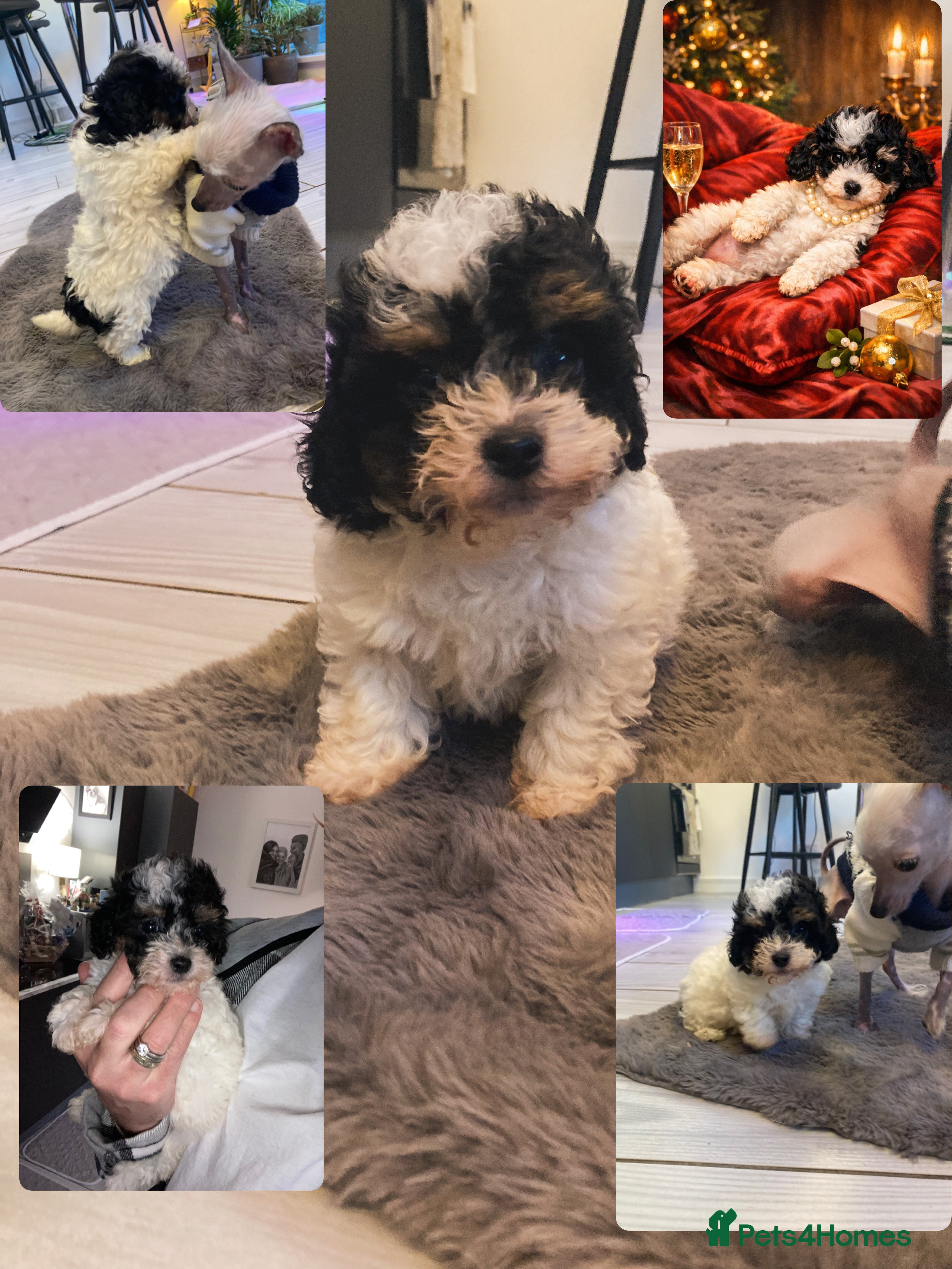Cavapoo dogs Tricolour cavapoo female 🐾 - Advert 18