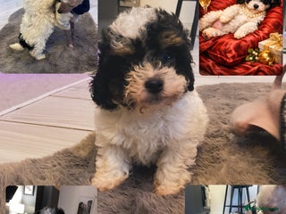 Cavapoo dogs Tricolour cavapoo female 🐾 - Advert 18