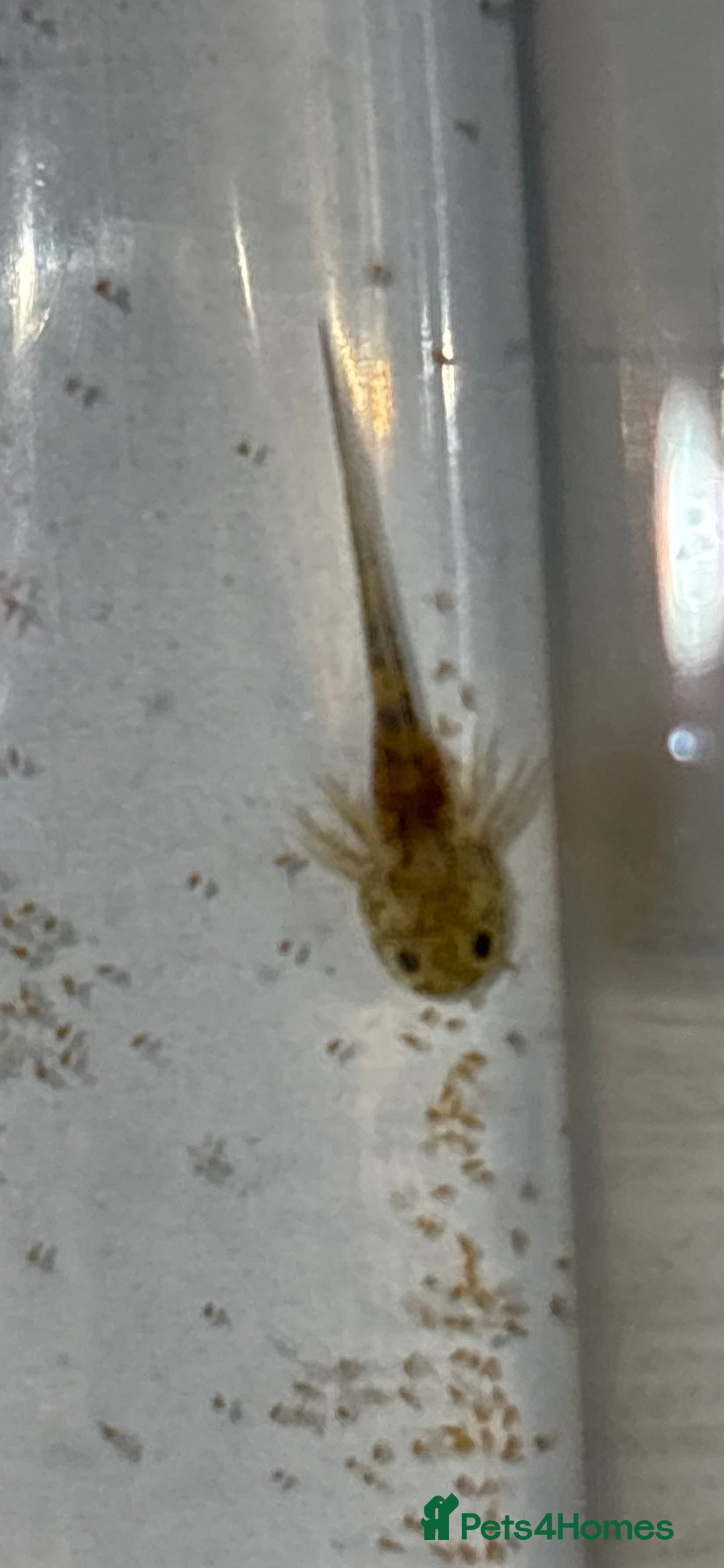 Axolotl reptiles for sale: Baby aXolotls - Advert 4