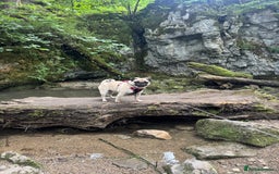 Pug dogs for sale: Male Pug - 4 Years Old - Image 4