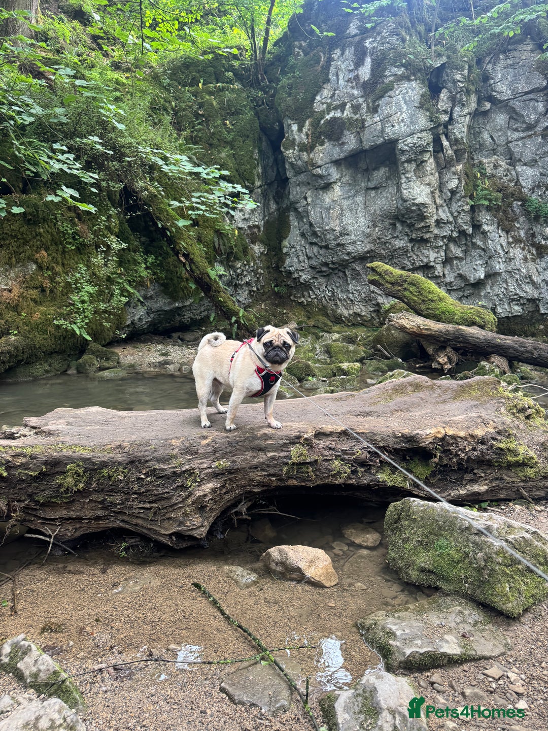 Pug dogs for sale: Male Pug - 4 Years Old - Image 4