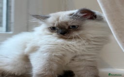 British Longhair cats for sale: British long hair female  - Image 5