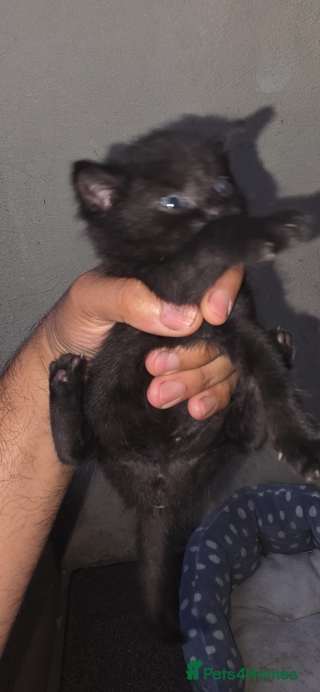 Mixed Breed cats for sale: 7 kittens, Mackerel, ghost marked, blotchy tuxedo - Advert 2