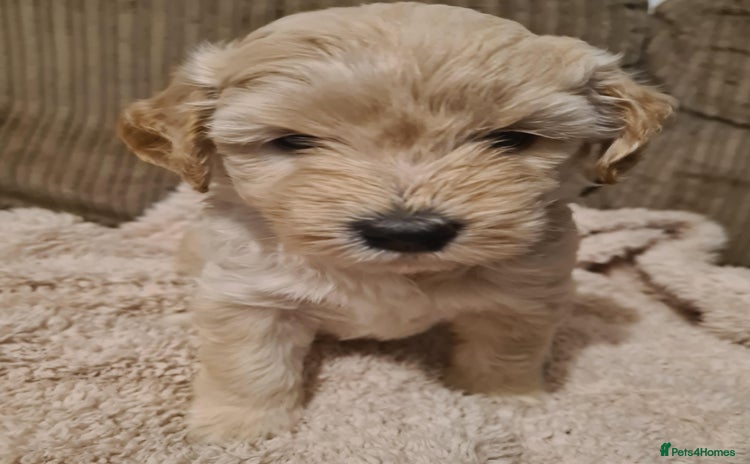 Labradoodle dogs True Teddy Bear F2 Mini Labradoodles - Advert 9