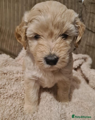 Labradoodle dogs True Teddy Bear F2 Mini Labradoodles - Advert 9