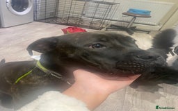 Mixed Breed dogs for sale: Looking for a loving new home - Image 3