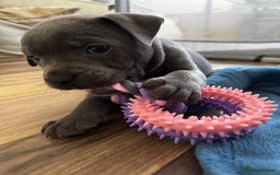 Staffordshire Bull Terrier dogs for sale: Staffordshire bull terrier pups - Image 3
