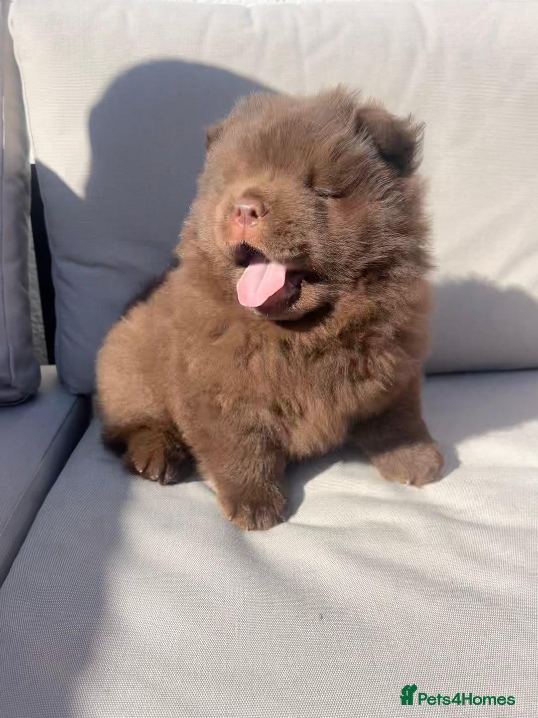 Chow Chow dogs for sale: Chocolate chow chow - Image 7