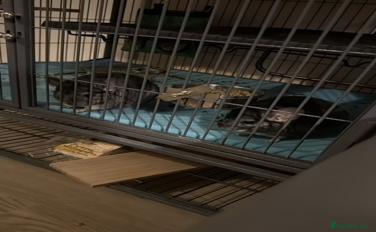 Chinchilla rodents - Advert 6