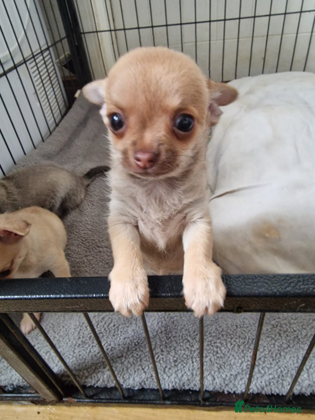 Chihuahua dogs for sale: Adorable Chihuahua Puppies Ready Soon!  - Advert 7