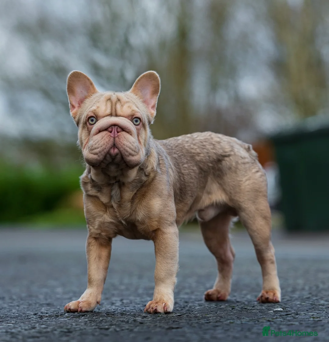 French Bulldog dogs for stud:  Isabella ** Boy carrying fluffy  in Manchester - Advert 2